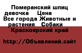 Померанский шпиц девочка  › Цена ­ 50 000 - Все города Животные и растения » Собаки   . Красноярский край